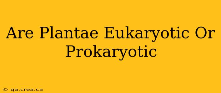 Are Plantae Eukaryotic Or Prokaryotic