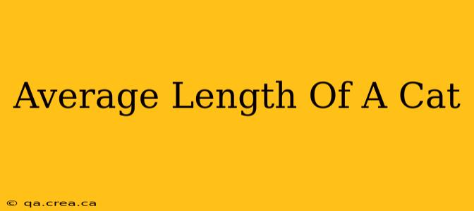 Average Length Of A Cat