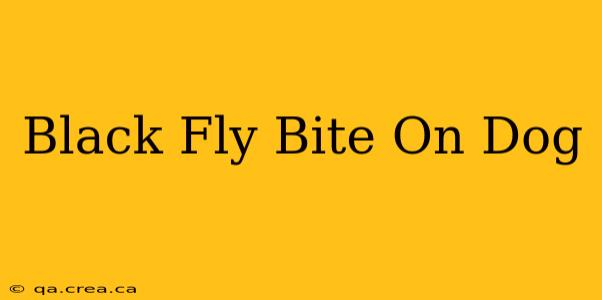 Black Fly Bite On Dog