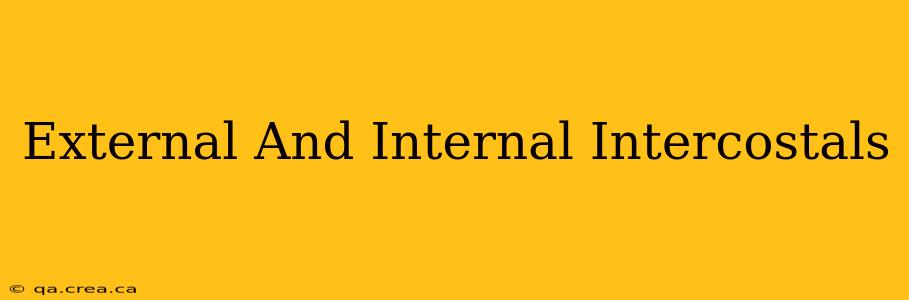 External And Internal Intercostals