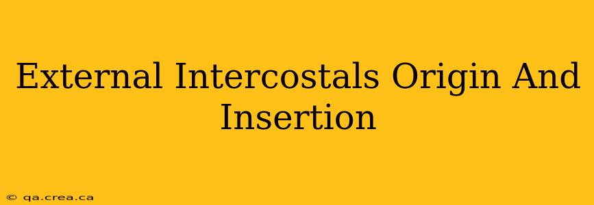 External Intercostals Origin And Insertion