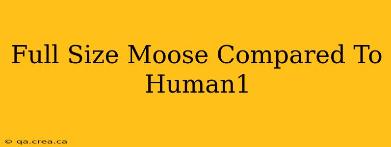 Full Size Moose Compared To Human1
