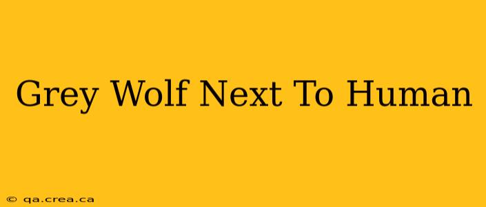 Grey Wolf Next To Human