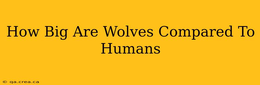 How Big Are Wolves Compared To Humans