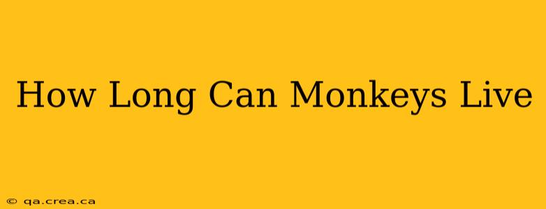 How Long Can Monkeys Live
