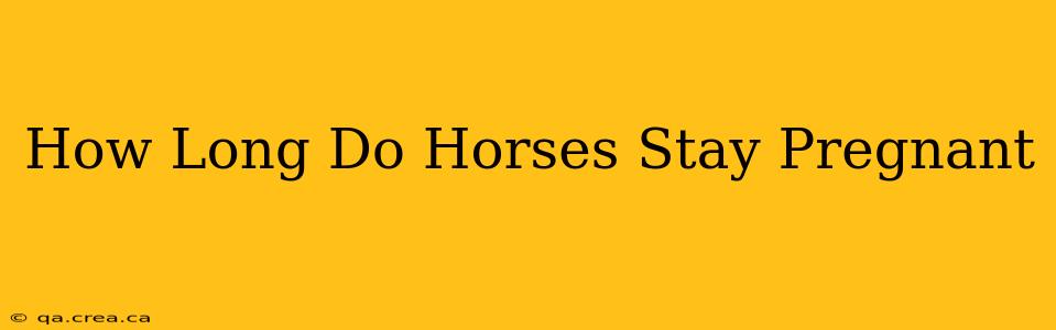 How Long Do Horses Stay Pregnant