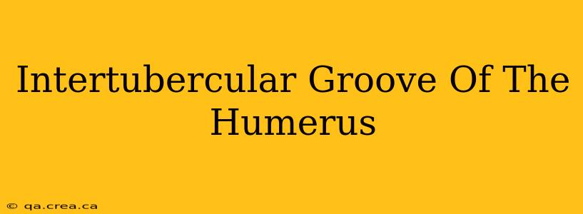Intertubercular Groove Of The Humerus