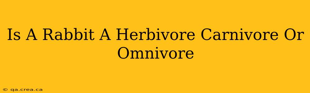 Is A Rabbit A Herbivore Carnivore Or Omnivore
