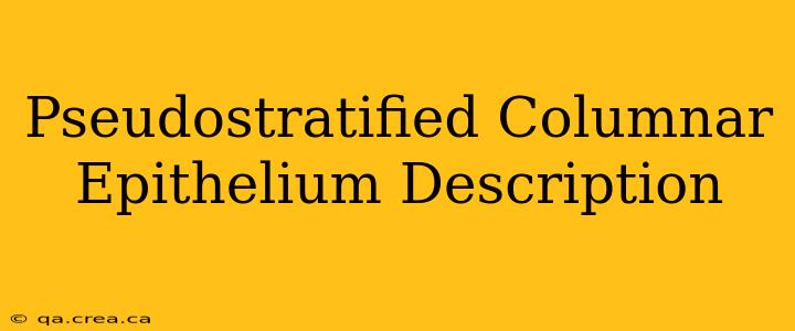 Pseudostratified Columnar Epithelium Description