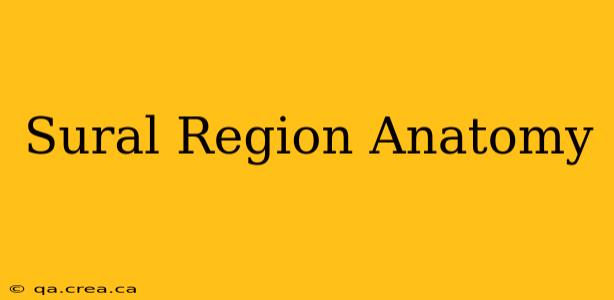 Sural Region Anatomy