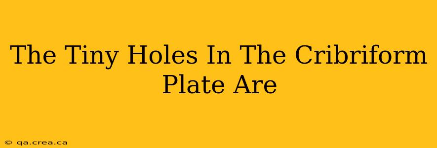 The Tiny Holes In The Cribriform Plate Are