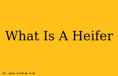 What Is A Heifer