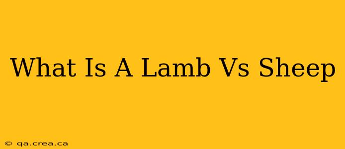 What Is A Lamb Vs Sheep