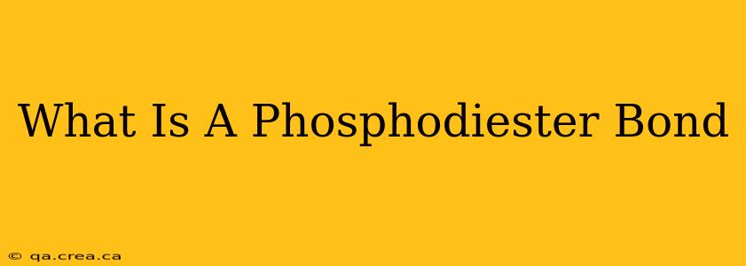 What Is A Phosphodiester Bond