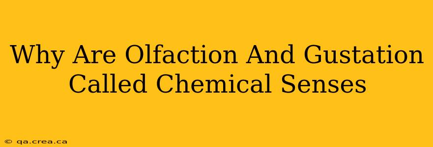 Why Are Olfaction And Gustation Called Chemical Senses