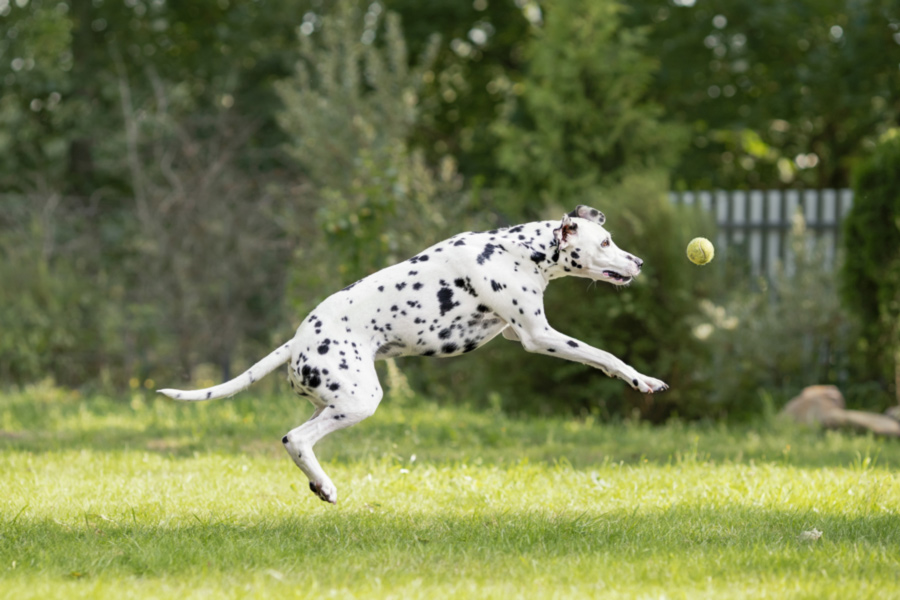 Dalmatian jumping after a ball.