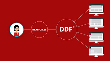 DDF Screen